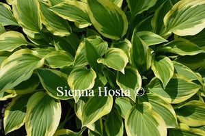 Hosta Bob Olson