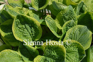 Hosta Unforgettable