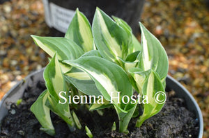 Hosta 'Paradise on Fire'