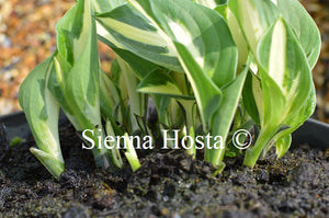 Hosta 'Paradise on Fire'