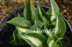 Hosta 'Paradise on Fire'