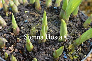 Hosta Pamela Lee Eyes