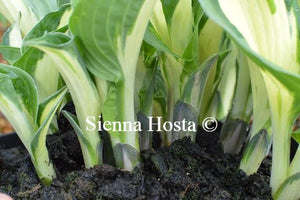 Hosta Pathfinder Stems