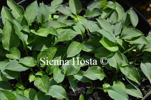 Hosta Tiny Tears
