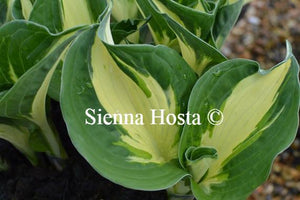 Hosta Pathfinder