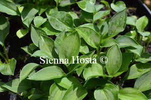 Hosta Tiny Tears
