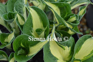 Hosta Pathfinder