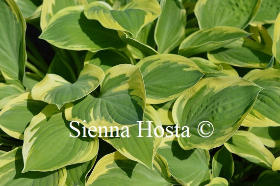 Hosta 'Cherub'