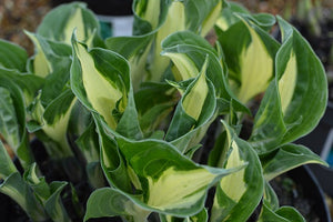 Hosta Pathfinder