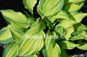 Hosta Chelsea Babe