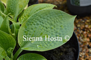Hosta 'Paradise Surprise'
