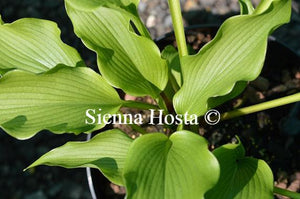 Hosta 'Celtic Dancer'