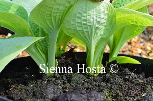 Hosta Paradise Surprise
