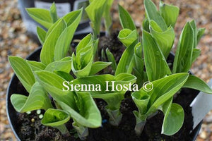 Hosta Abiqua Trumpet