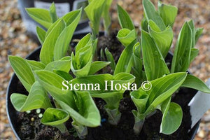 Hosta Abiqua Trumpet