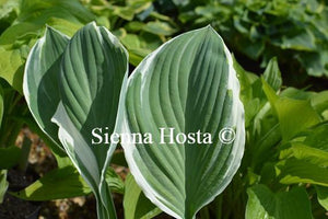 Hosta Tom Schmid