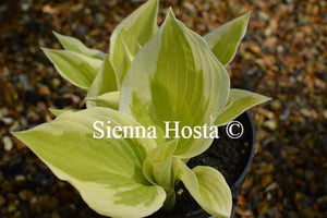 Hosta Patriot's Fire