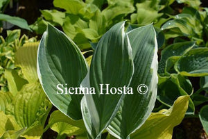 Hosta Tom Schmid