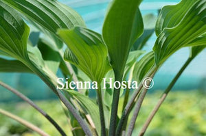 Hosta Deane's Dream Stems