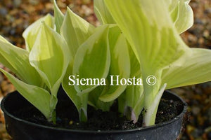 Hosta Patriot's Fire