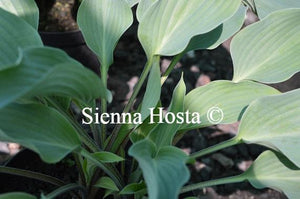 Hosta Deane's Dream