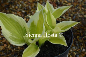 Hosta Patriot's Fire