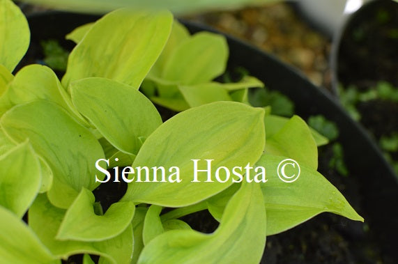 Hosta 'Tattoo'