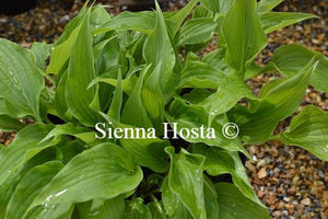 Hosta Aequinoctiiantha