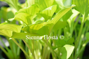 Hosta Emerald Tiara Stems