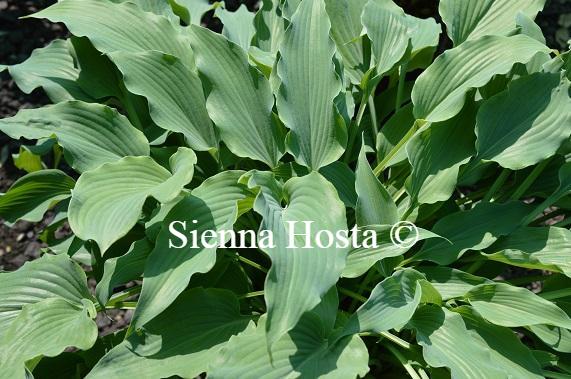 Hosta Elvis Lives