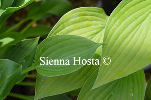 Hosta Teaspoon