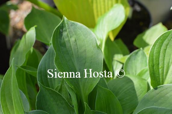 Hosta Teaspoon