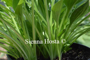 Hosta Teaspoon