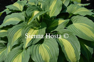 Hosta Elizabeth Campbell