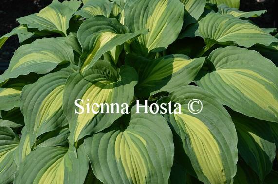 Hosta Elizabeth Campbell
