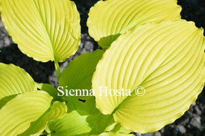 Hosta Dancing Queen