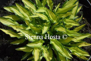 Hosta Teeny Weeny Bikini