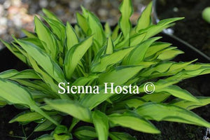 Hosta Teeny Weeny Bikini