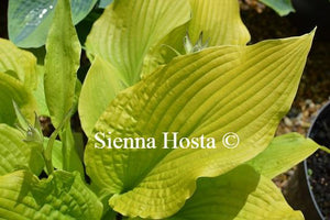 Hosta Templar Gold