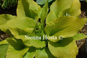 Hosta Templar Gold