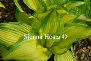 Hosta On Stage