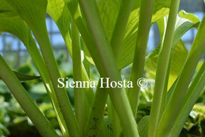 Hosta Templar Gold