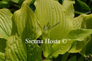 Hosta Templar Gold