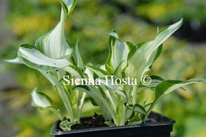 Hosta Christmas Cookies