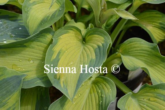 Hosta 'Super Nova' - Sienna Hosta