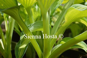 Hosta Super Nova