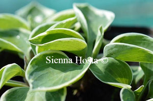 Hosta Country Mouse