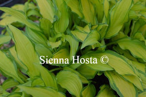 Hosta On the Marc