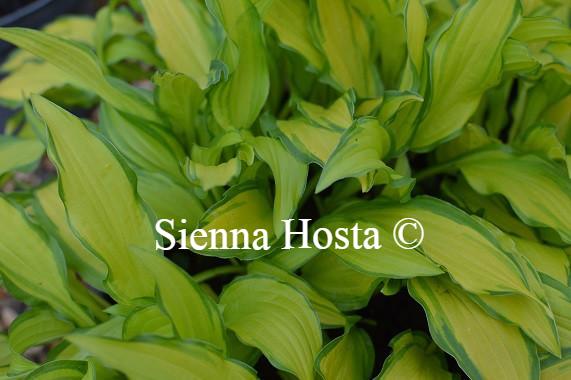 Hosta On the Marc