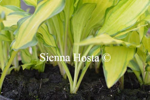 Hosta On the Marc Stems